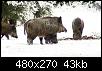 Klicke auf die Grafik für eine größere Ansicht
Name:	03_belastete_wildschweine06_n_481x270.jpg
Hits:	5
Größe:	42,6 KB
ID:	18280